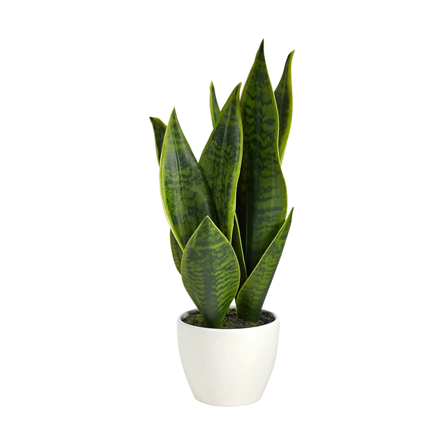 16" Verde Blade Plant