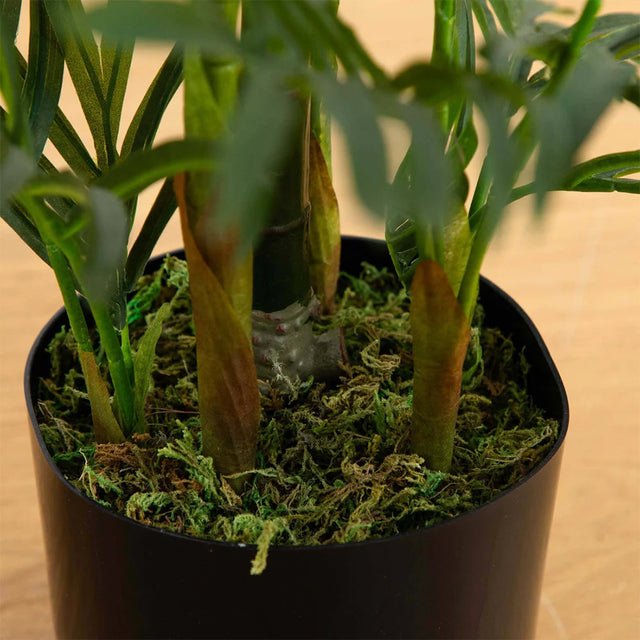 2.5 ft. Breeze Grove Palm