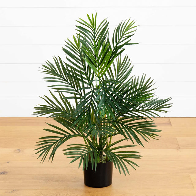 2.5 ft. Breeze Grove Palm