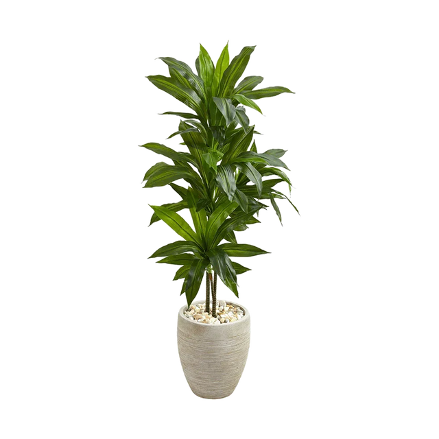 4 ft. Verdana Clay Dracaena with Sand Colored Planter