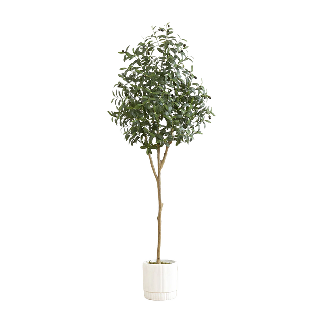 6 ft. Tuscan Still Olive Tree