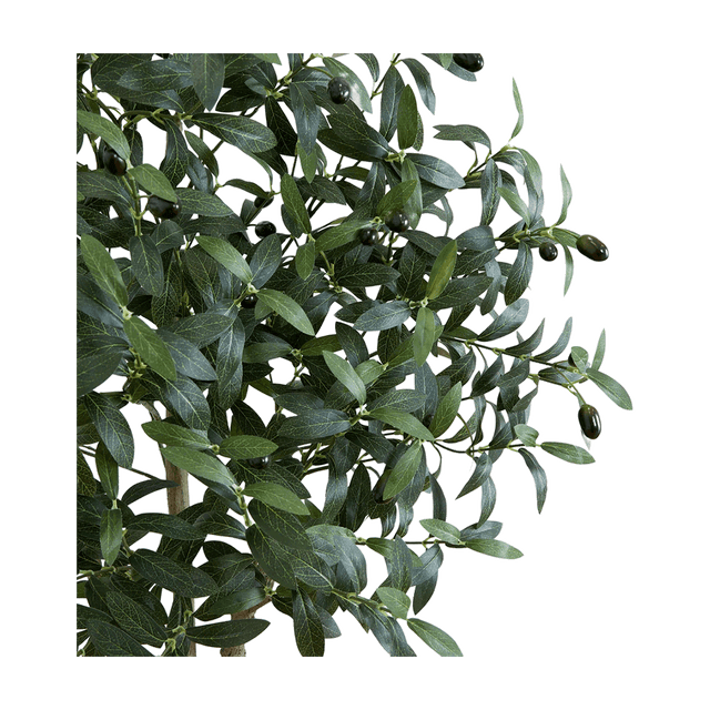 6 ft. Tuscan Still Olive Tree