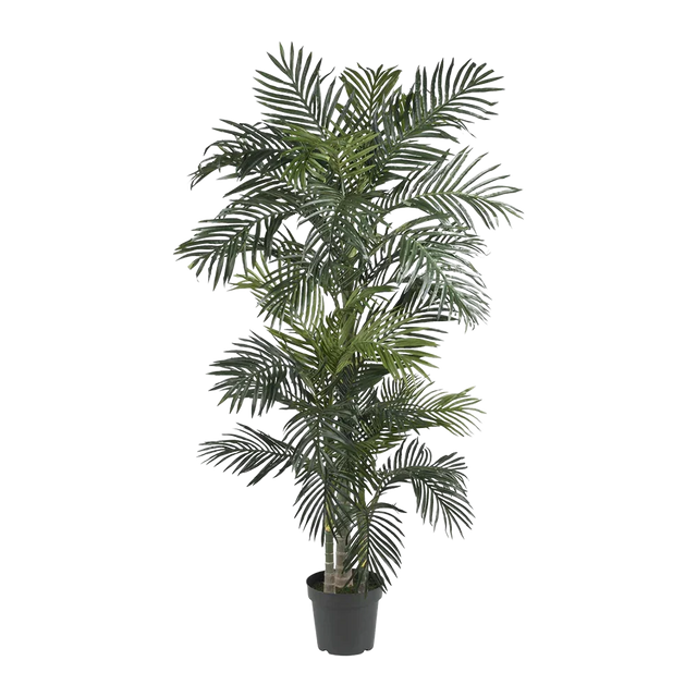 6.5 ft. Suncrest Palm Tree
