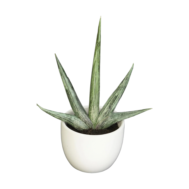 Desert Succulent Trio