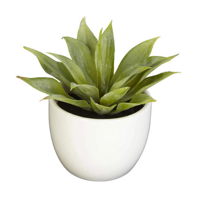 Desert Succulent Trio