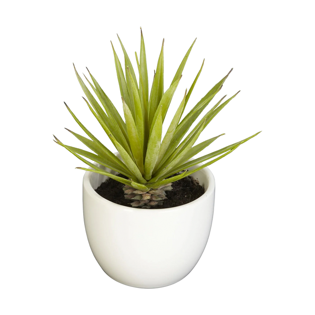 Desert Succulent Trio