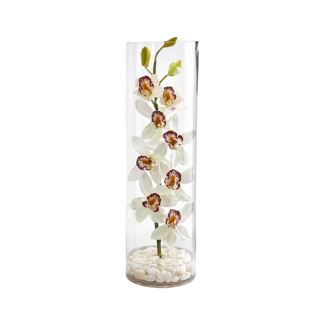 Golden Column Orchid