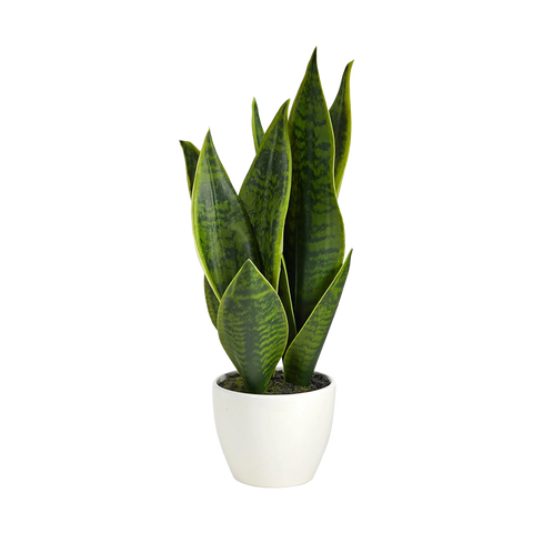 16" Verde Blade Plant