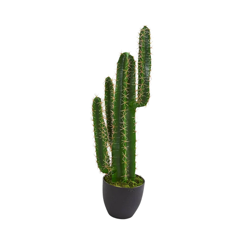 2.5 ft. Azure Spire Cactus
