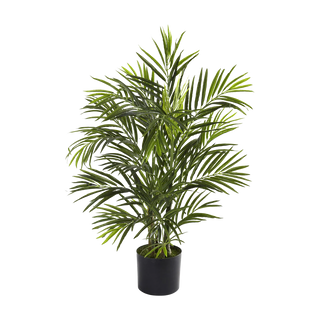 2.5 ft. Breeze Grove Palm