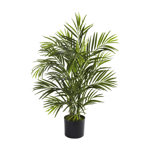 2.5 ft. Breeze Grove Palm