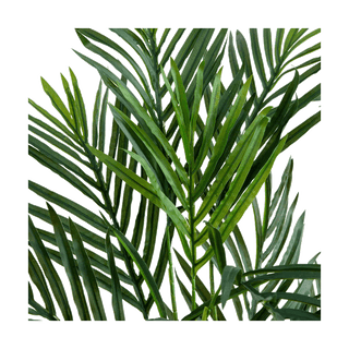 2.5 ft. Breeze Grove Palm