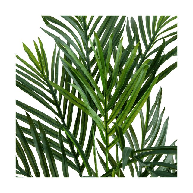 2.5 ft. Breeze Grove Palm