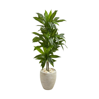 4 ft. Verdana Clay Dracaena with Sand Colored Planter