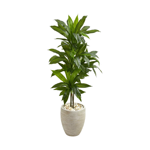 4 ft. Verdana Clay Dracaena with Sand Colored Planter