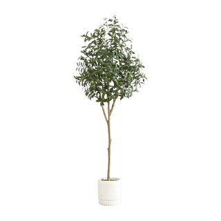 6 ft. Tuscan Still Olive Tree