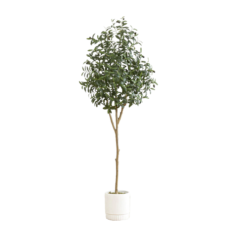 6 ft. Tuscan Still Olive Tree