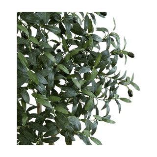 6 ft. Tuscan Still Olive Tree