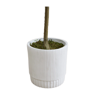 6 ft. Tuscan Still Olive Tree