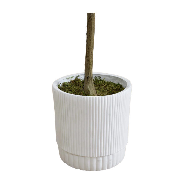 6 ft. Tuscan Still Olive Tree