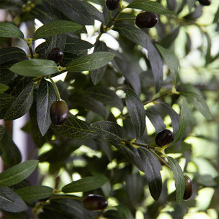 6 ft. Tuscan Still Olive Tree