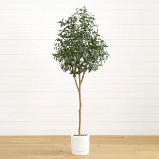 6 ft. Tuscan Still Olive Tree