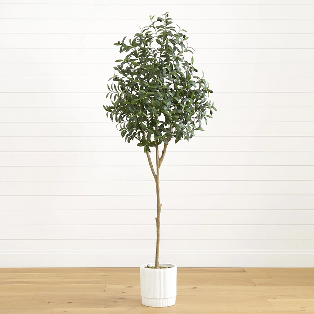 6 ft. Tuscan Still Olive Tree