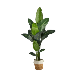 7 ft. Nomad Palm Tree