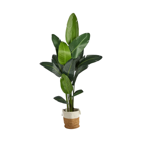 7 ft. Nomad Palm Tree