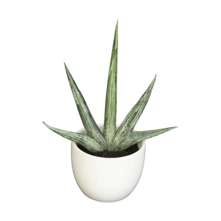 Desert Succulent Trio