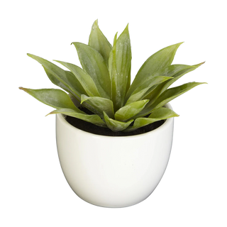 Desert Succulent Trio