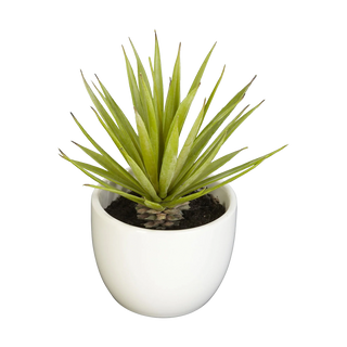 Desert Succulent Trio