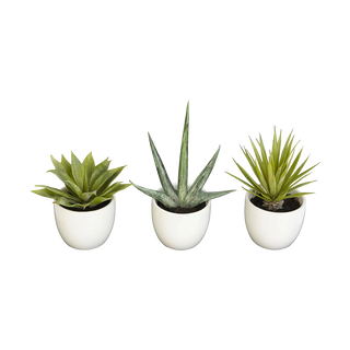 Desert Succulent Trio