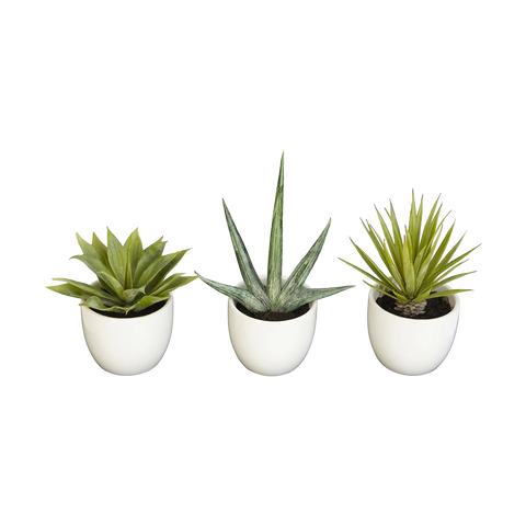 Desert Succulent Trio