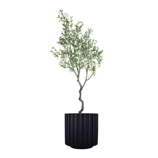 8' Majestic Olive Tree